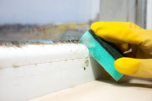 Best Professional Mold Removal  in Cudahy, WI
