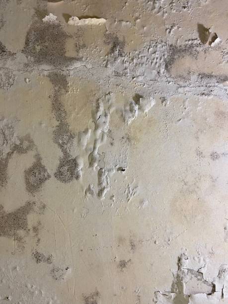 Trusted Cudahy, WI Mold Removal Experts