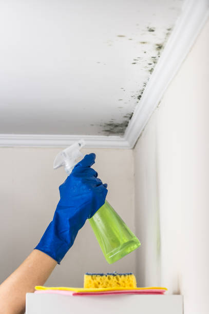 Best Residential Mold Removal  in Cudahy, WI